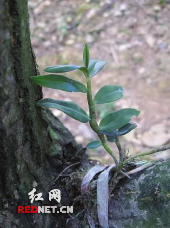 邵阳：新宁“崀山仙草”获中科院关注