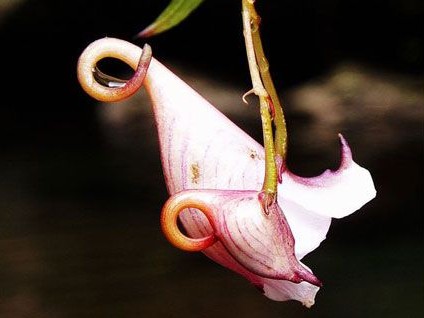 张家界特产：龙虾花茶