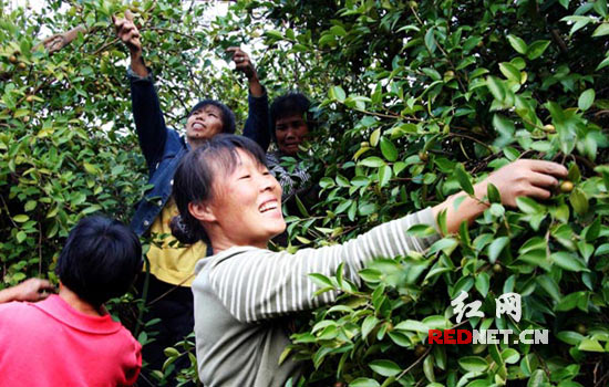 “中国茶油之都”湖南邵阳县茶籽丰收