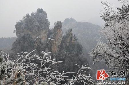 张家界天子山迎来第一场春雪 雾凇冰挂陶醉游客