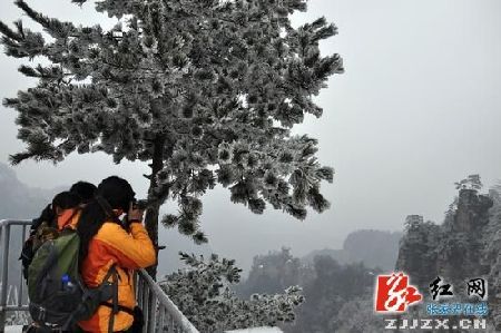 张家界天子山迎来第一场春雪 雾凇冰挂陶醉游客