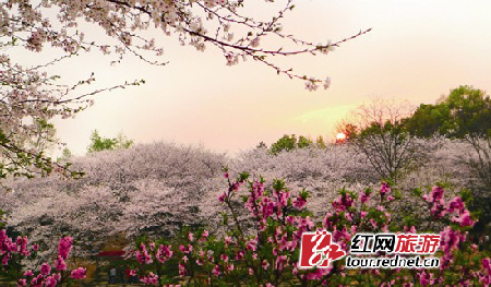 植物园赏樱八景 哪个是你梦中的落“樱”缤纷