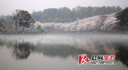 植物园赏樱八景 哪个是你梦中的落“樱”缤纷