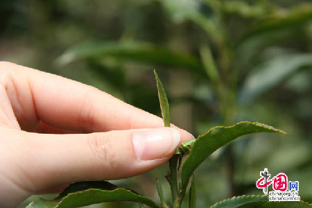 地理中国：武夷山金骏眉 茶界中的LV