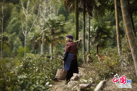 地理中国：武夷山金骏眉 茶界中的LV