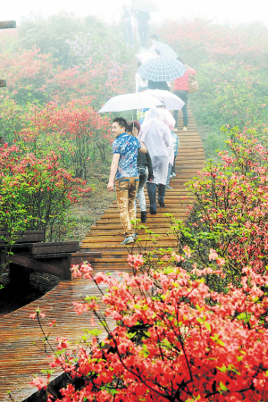 大围山雾里看花花更娇 杜鹃花节雨中开幕