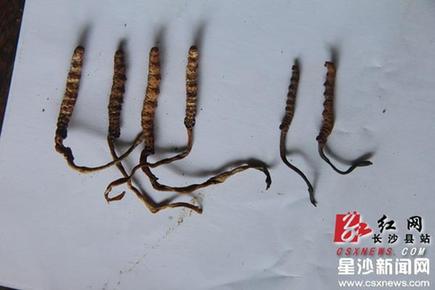 长沙县挖出虫草 专家鉴定为亚香棒虫草