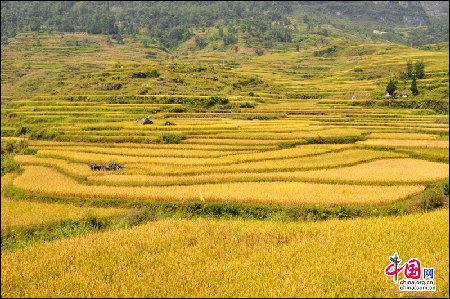 地理中国：花田梯田 挂在天边的风景