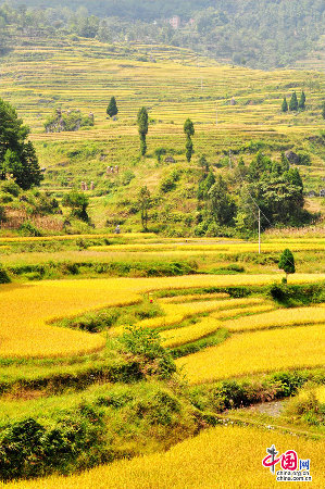 地理中国：花田梯田 挂在天边的风景