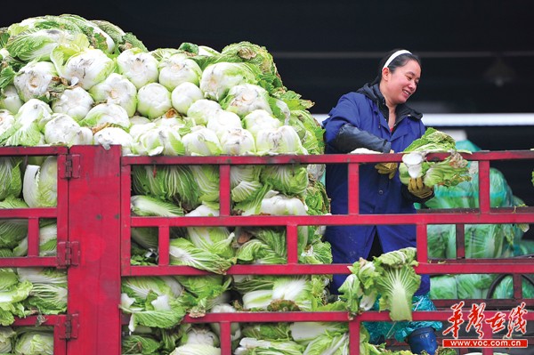 应对低温防涨价 长沙投放1200万公斤蔬菜平菜价