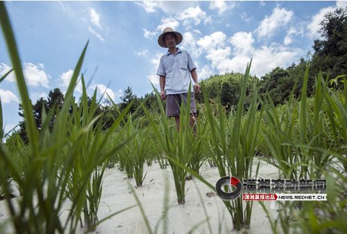 污水一排 灌溉水“变牛奶”