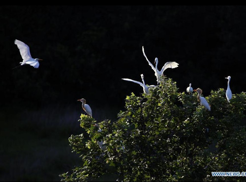 Egrets enjoy life in the forest at Jin'e Village of Hengdong County in Hengyang City