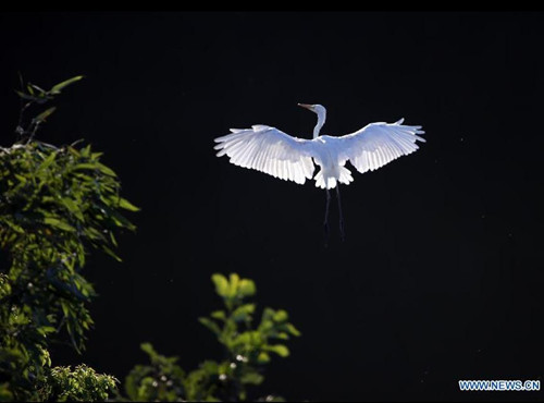 Egrets enjoy life in the forest at Jin'e Village of Hengdong County in Hengyang City