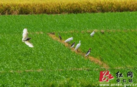 安仁生态稻田胜似“湿地公园” 成白鹭栖息地