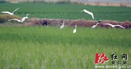 安仁生态稻田胜似“湿地公园” 成白鹭栖息地