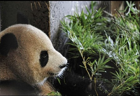 Animals in Ecological Zoo of Changsha, capital of Hunan Province, cope with relentless heat