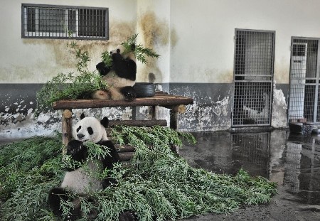 Animals in Ecological Zoo of Changsha, capital of Hunan Province, cope with relentless heat