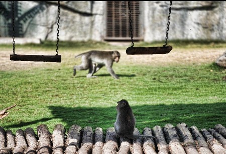 Animals in Ecological Zoo of Changsha, capital of Hunan Province, cope with relentless heat