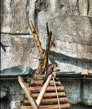 Animals in Ecological Zoo of Changsha, capital of Hunan Province, cope with relentless heat