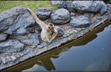 Animals in Ecological Zoo of Changsha, capital of Hunan Province, cope with relentless heat