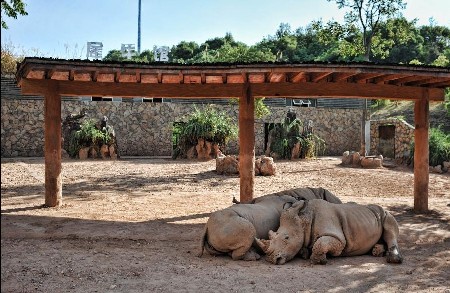 Animals in Ecological Zoo of Changsha, capital of Hunan Province, cope with relentless heat