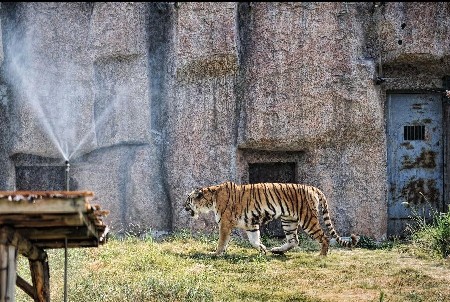 Animals in Ecological Zoo of Changsha, capital of Hunan Province, cope with relentless heat