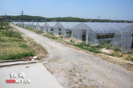 马王堆菜市场设临时门面 帮助菜农扩销售渠道