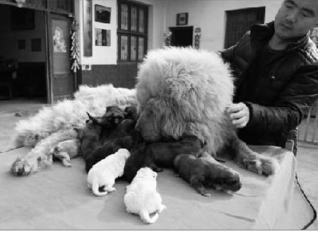 A Tibetan mastiff suckles her 16 newborn puppies in Changsha，Hunan province