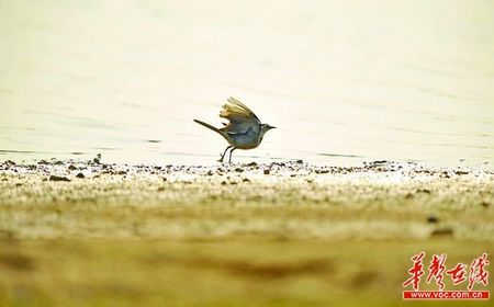 湖南或现近十年罕见暖冬 一月最高温逼近20℃