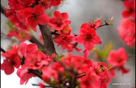 Tourists enjoy blossoming flowers in China's Changsha