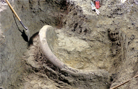 美国发现象牙化石