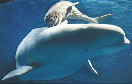 New baby beluga whale born in Changsha Underwater World aquarium