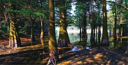 Best photography of charming forests unveiled in Changsha county<BR>