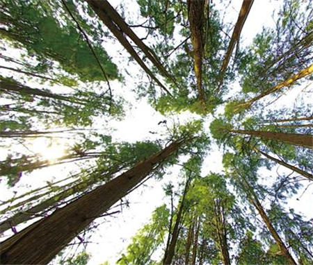 Best photography of charming forests unveiled in Changsha county<BR>