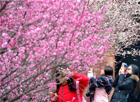 数百梅花绽放千年古刹