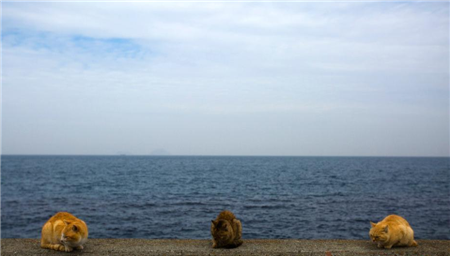 日本“猫岛”