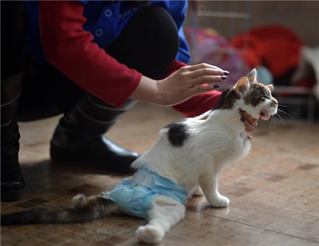 “猫坚强”装滑轮学步