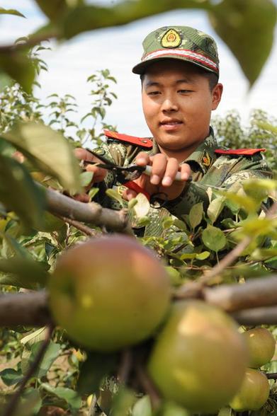 吉林珲春：边防官兵助农晒秋果