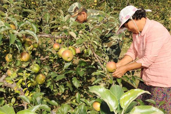 吉林珲春：边防官兵助农晒秋果