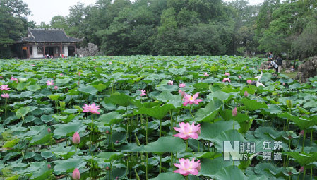 南京：莫愁湖公园荷花盛开