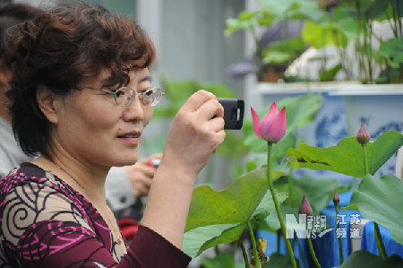 南京：莫愁湖公园荷花盛开