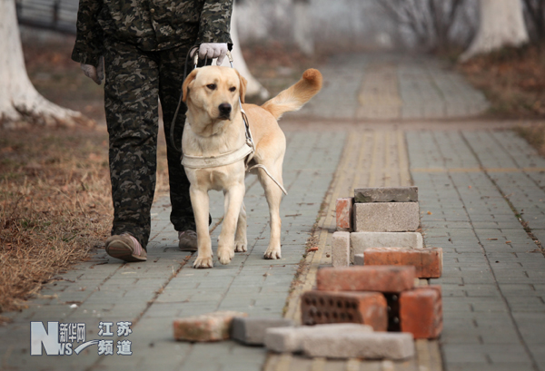 南京导盲犬被抢订一空