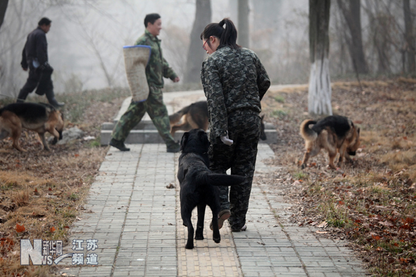 南京导盲犬被抢订一空