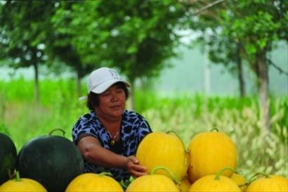 发挥西瓜产业优势 打造中国西瓜第一县