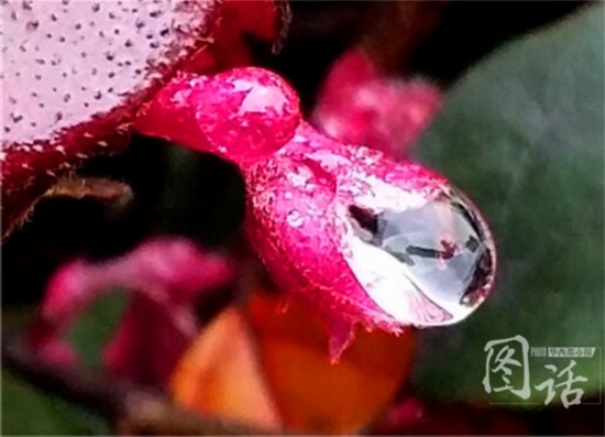 惊蛰飘小雨 成都锦江岸边鸟语花香