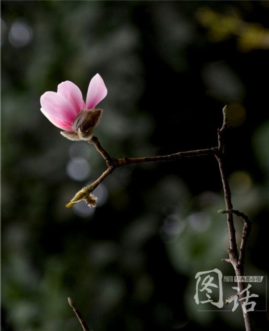 惊蛰飘小雨 成都锦江岸边鸟语花香