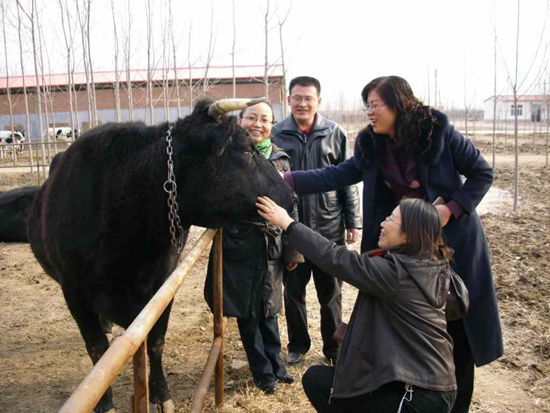 山东高青举办黑牛节 中国第一贵族牛掘金高端市场