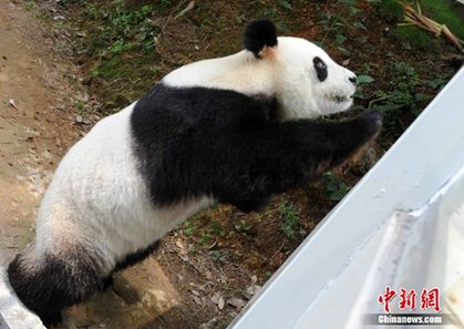 大熊猫“圆圆妈”有望升级为姥姥(图)