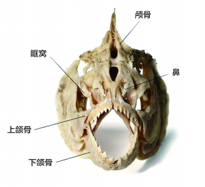 专家：食人鱼在北京过不了冬天