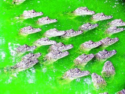南京养殖基地称千条鳄鱼浮出水面为晒太阳 图